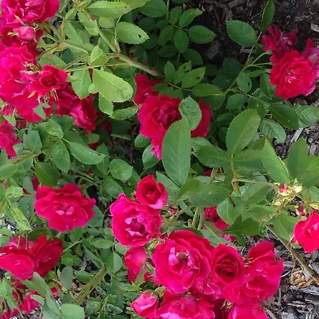 Gaestehaus Hannelore Geiselwind