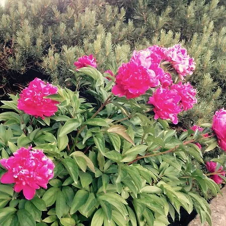 汉内洛雷伽斯特豪斯酒店